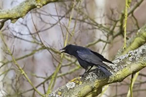 Corvids Gallery: Carrion Crow - calling from tree