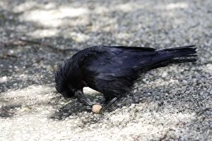Images Dated 5th June 2005: Carrion Crow eating a walnut (genus Juglans)