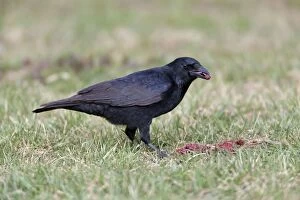 Crow Gallery: Carrion Crow - feeding on carrion