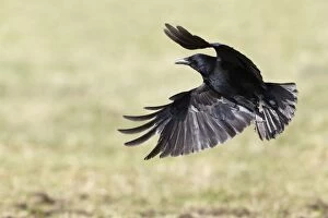Carrion Crow - in flight