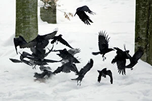 Corvid Collection: Carrion Crow - flock flying off animal carcass in winter Bavaria, Germany