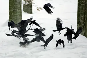Carcass Prints: Carrion Crow - flock flying off animal carcass in winter Bavaria, Germany
