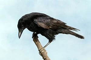 Images Dated 27th April 2007: Carrion Crow - France