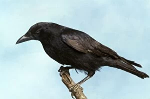Images Dated 27th April 2007: Carrion Crow - France