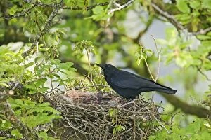 Carrion crow - at nest