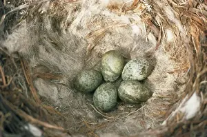 In Nest Prints: Carrion Crow - nest & eggs