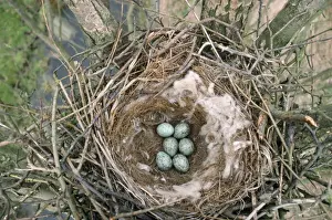 In Nest Prints: Carrion Crow - nest with eggs Europe