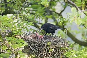 Carrion crow - at nest - feeding young