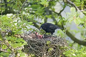 Crows Prints: Carrion crow – at nest – feeding young West Wales UK 004426