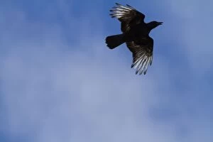 Albino Gallery: Carrion Crow - partially albino adult in flight