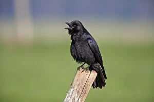 Crow Gallery: Carrion Crow - perched on fence post calling