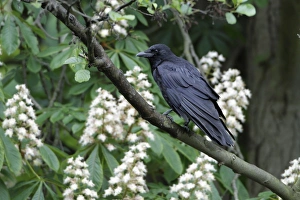 Images Dated 26th May 2010: Carrion Crow - perched in flowering chestnut tree