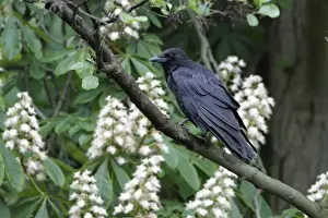 Crow Prints: Carrion Crow - perched in flowering chestnut tree - Hessen - Germany