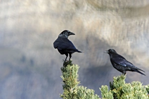 Images Dated 29th October 2007: Carrion Crow - perched on a pine tree. Pyrenees - France / Spain