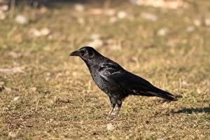 Images Dated 17th December 2009: Carrion Crow. Pyrenees - Spain