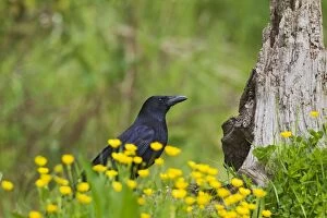 Carrion Crow - in Spring flowers