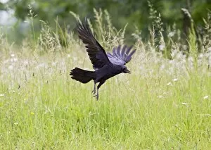 Images Dated 15th June 2010: Carrion Crow - taking off from meadow with food in mouth