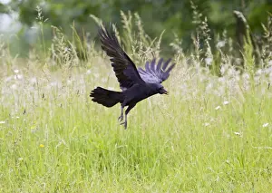 Crows Prints: Carrion Crow - taking off from meadow with food in mouth - Bedfordshire UK 11708
