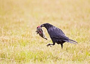 Images Dated 21st July 2011: Carrion Crow - youngster feeding on Rabbit in meadow