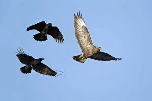Carrion Crows mobbing Buzzard (Buteo buteo) - aerial attack