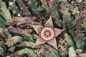 Stars Prints: Carrion Flower Africa