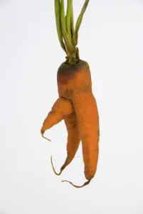 Images Dated 28th July 2009: Carrot - man carrot