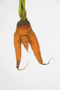 Images Dated 28th July 2009: Carrot - man carrot