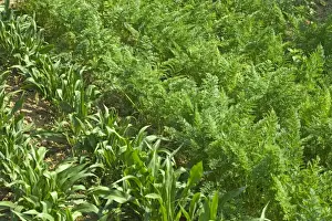 Maize Prints: Carrots and maize / corn growing - in Allotment / Vegetable Garden / Kitchen Garden
