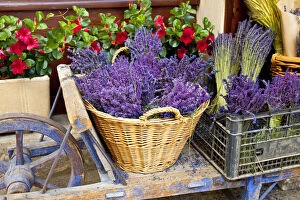 Aromatic Gallery: Cart with fresh lavender for sale, Sault