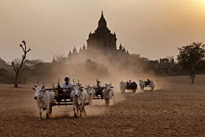 Burma Gallery: Carts pulled on a dusty field, Bagan, Myanmar