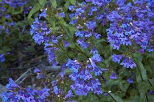 Images Dated 9th August 2006: Cascade Penstemon Mount Rainier NP, Washington State, USA PL000343
