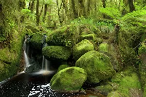cascade in rainforest - small waterfall and brook meandering through lush moss - and lichen-covered temperate rainforest