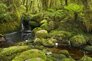 cascade in rainforest - small waterfall and brook meandering through lush moss - and lichen-covered temperate rainforest cascade in rainforest - small waterfall and brook meandering through lush moss - and lichen-covered temperate rainforest