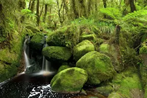 Waterfalls Prints: cascade in rainforest small waterfall and brook meandering through lush moss