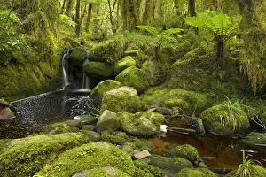 cascade in rainforest small waterfall and brook meandering through lush moss- and lichen-covered temperate rainforest Oparara Basin, Karamea region, West Coast, South Island, New Zealand