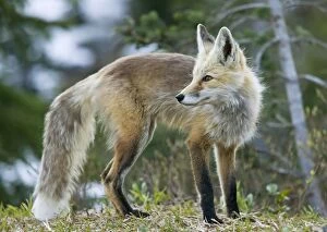 Images Dated 5th August 2008: Cascade Red Fox / Silver Phase Red Fox on Mount Rainier, Cascade Mountains, Washington