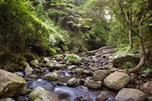 Cascades in rainforest - creek cascades over boulders down a beautiful gorge in lush subtropical rainforest