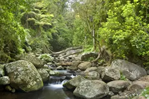 Gorge Prints: Cascades in rainforest - an idyllic creek cascades over boulders down a beautiful gorge in lush subtropical rainforest