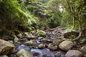 Cascades in rainforest - an idyllic creek cascades over boulders down a beautiful gorge in lush subtropical rainforest - Lamington National Park, Central Eastern Australian Rainforest World Heritage Area, Queensland, Australia