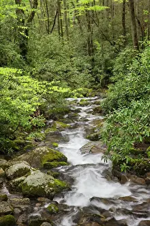 Tranquil Prints: Cascading mountain stream, Great Smoky Mountains National Park