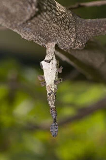 Case Moth larvae - aka Bagworm, on silk thread