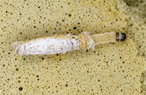 Emerging Prints: Cased Clothes Moth SPH 2579 Larva Tinea pellionella © Steve Hopkin / ARDEA LONDON