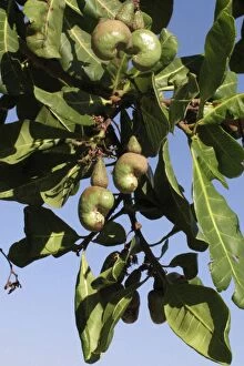Images Dated 26th October 2012: Cashew - nuts on tree