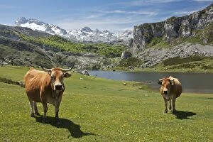 Images Dated 28th May 2012: Casinas Cows - on high cattle pastures