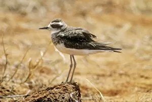 Images Dated 23rd February 2011: CASPIAN PLOVER - JUVENILE