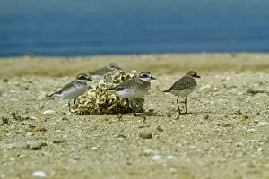 Images Dated 23rd February 2011: Caspian Plover - winter