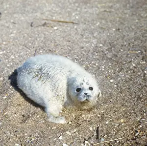 Caspian Seal - 2 - 3 days old