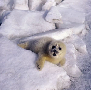 Seals Collection: Caspian Seal - pup - fur changing from yellow to white