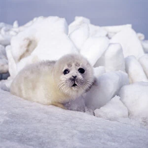 CASPIAN SEAL - pup on ice