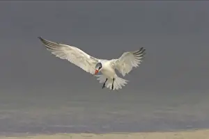Caspian Tern coming in to land. Fort de Soto, florida, USA BI001648